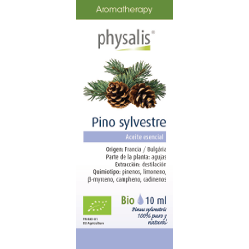 Pino sylvestre